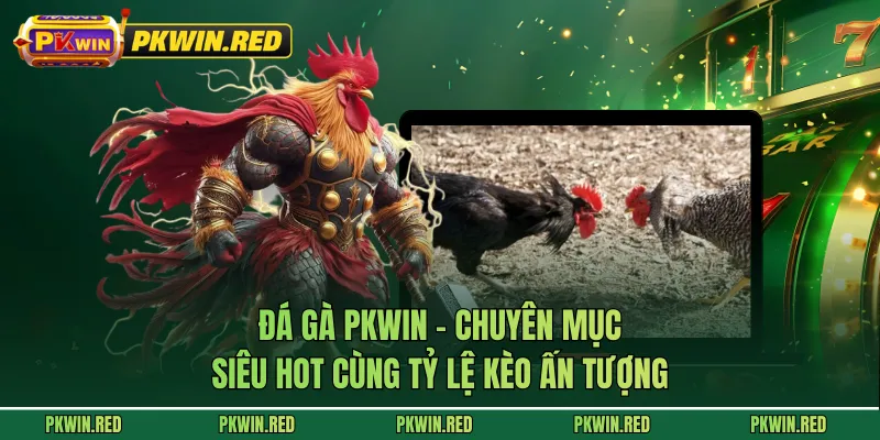 Đá Gà PKWIN - Chuyên Mục Siêu Hot Cùng Tỷ Lệ Kèo Ấn Tượng
